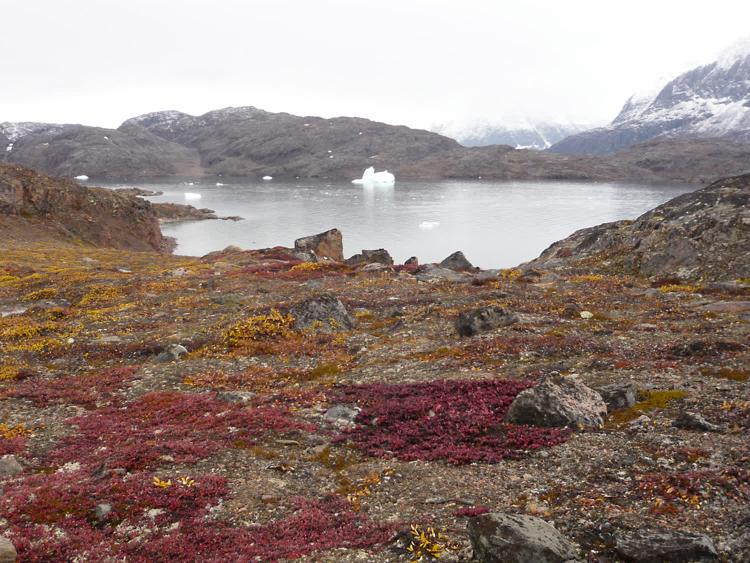 Rot gefärbte Herbsttundra vor einem Fjord mit Eisbergen und verschneiten Bergen