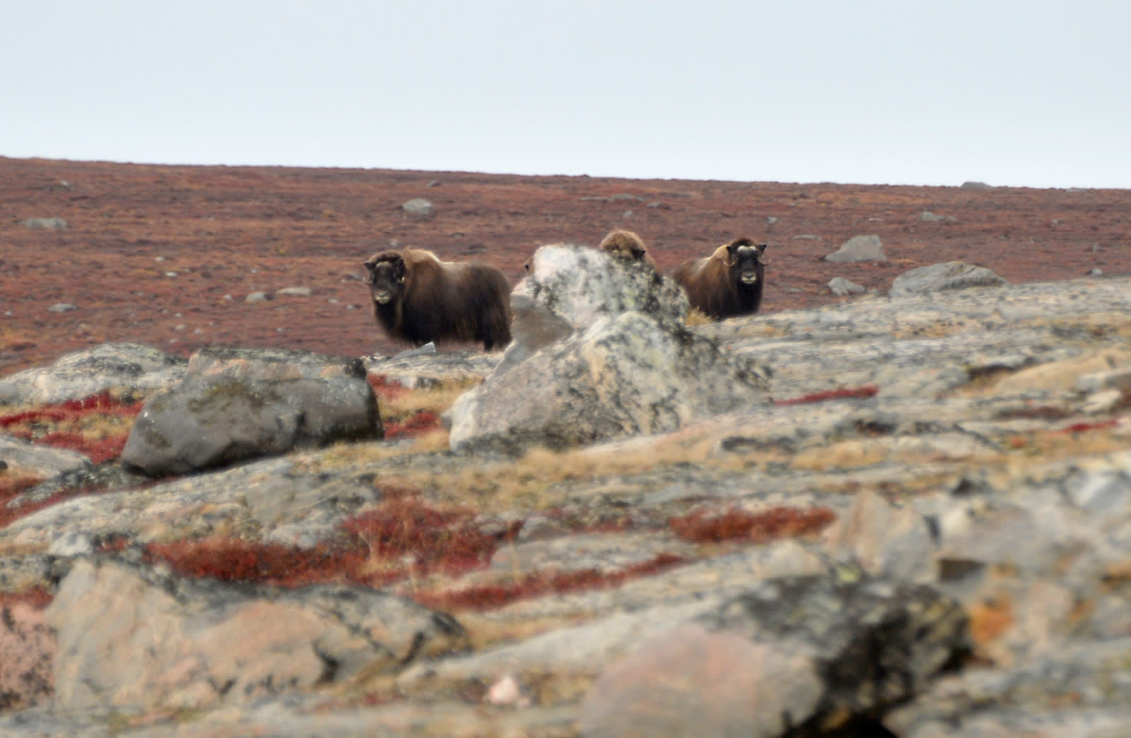 Drei Moschusochsen auf einem Bergrücken über herbstlicher Tundra
