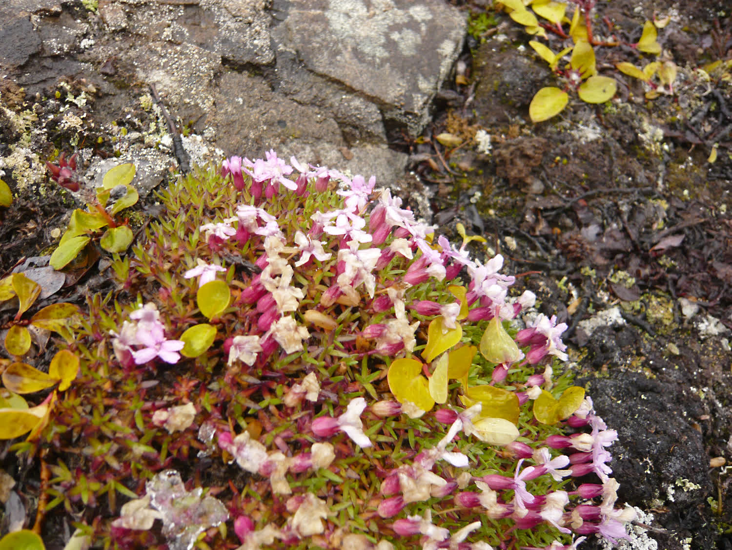 Nahaufnahme blühender Tundrapflanzen mit rosa Blüten und Flechten auf Fels