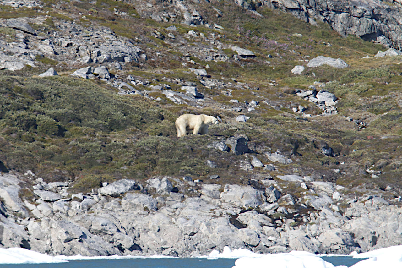 Timmiarmiut: Wie leer Grönlands Südostküste wirklich ist