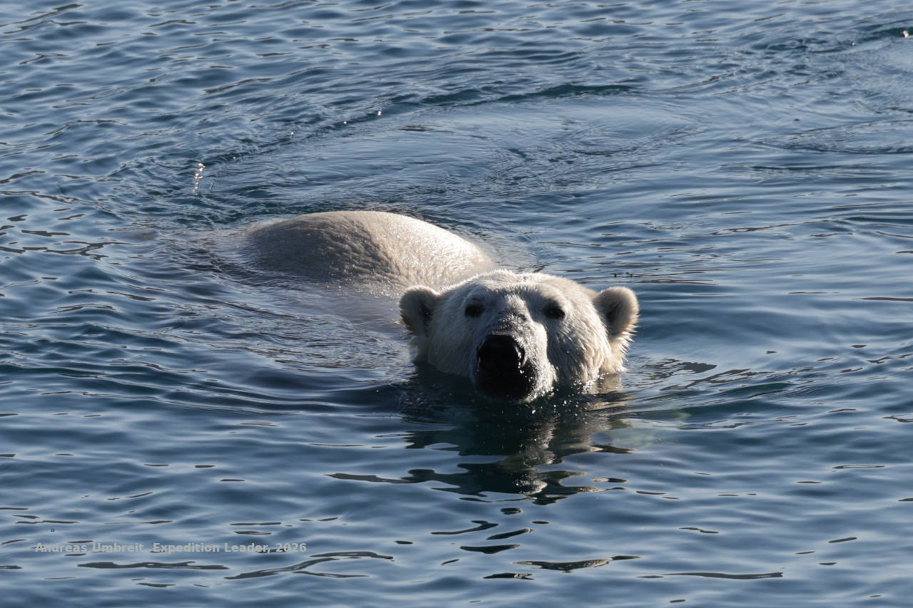 Eisbär schwimmt zwischen Eisbrocken vor der südostgrönländischen Küste