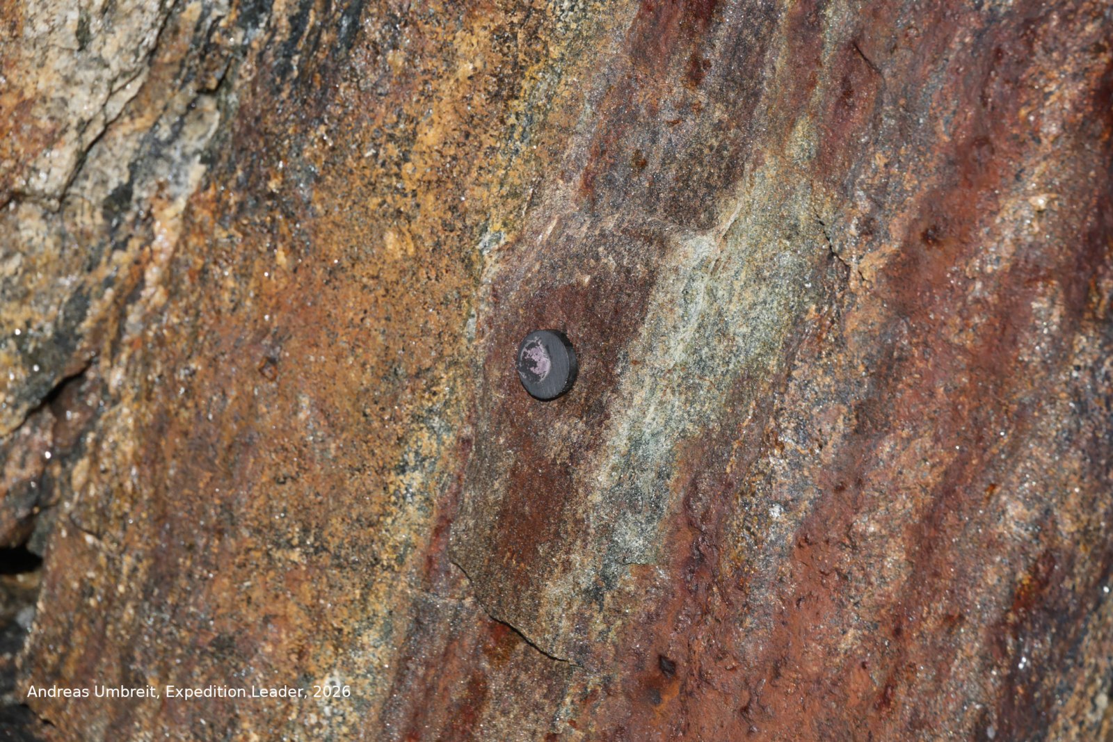 Magnet haftet an eisenhaltigem, unoxidiertem Sedimentgestein in Westgrönland
